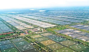 Mỗi vuông tôm được lấy nước mặn pha nước ngọt đến đúng độ mặn từ một kênh tưới riêng; và thải nước cũ ra một kênh tiêu riêng.