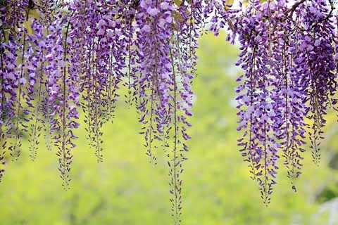 hoa thành từng chùm thành màu xanh dương, màu hồng hoặc trắng. hoa thành từng chùm thành màu xanh dương, màu hồng hoặc trắng.