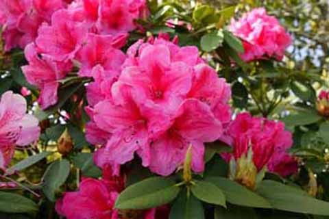 Những chùm hoa nở rộ với các màu hồng hoặc tím vào cuối xuân. Những chùm hoa nở rộ với các màu hồng hoặc tím vào cuối xuân.