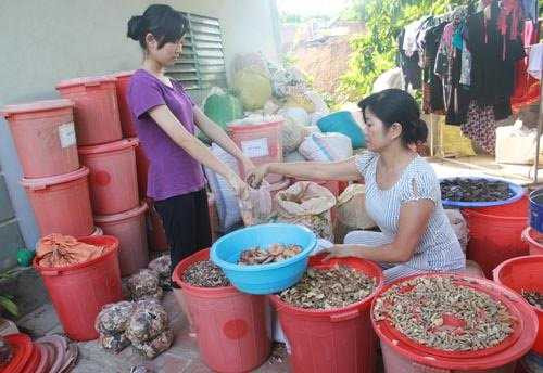 Theo chị Minh, những hoạt chất trong cây thuốc này có tác dụng làm thức dậy, kể cả với những nam nhi đã gần như hỏng hẳn.