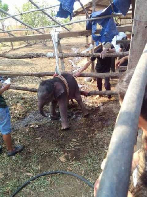 Chú voi bị rơi xuống giếng được mọi người chăm sóc