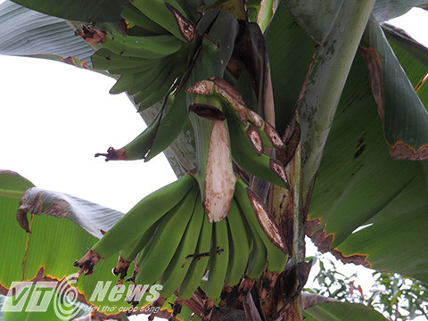 Trong cơn say, ông Khá chém bay cả buồng chuối non trước nhà - Ảnh MK
