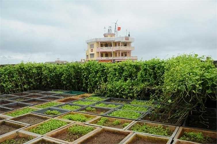 Những luống rau xanh tốt tại đảo Đá Tây A.