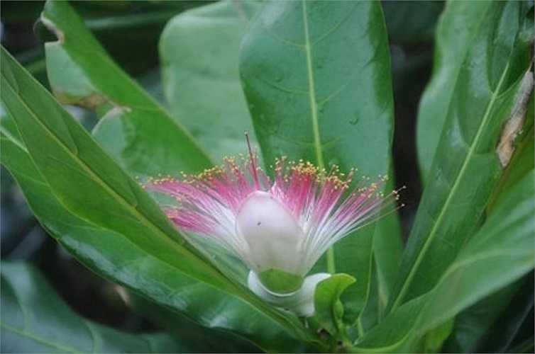 Hoa bàng vuông tô sắc xuân cho biển đảo. Ảnh chụp tại đảo An Bang.