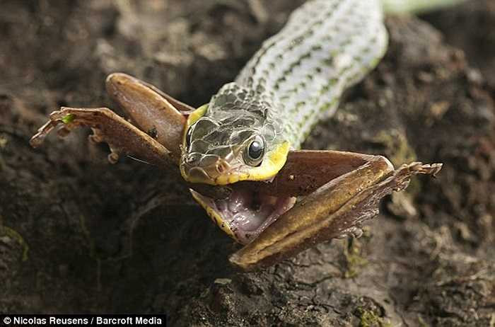 Chỉ còn cặp chân của con ếch nằm bên ngoài miệng rắn