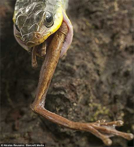 Cú kết ấn tượng với chiếc chân cuối cùng chờ được nuốt vào bụng