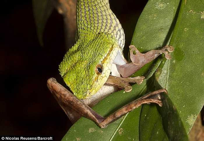 Không giống rắn đen, rồng xanh là một trong những loài rắn độc nhất, chúng cũng có sở thích ăn ếch