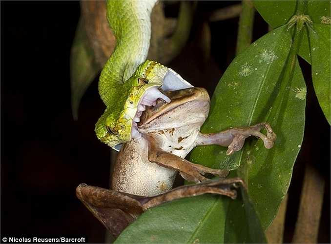 Tuy nhiên, trước khi nuốt chửng con môi rồng xanh dùng răng nanh tiêm nọc độc vào con ếch