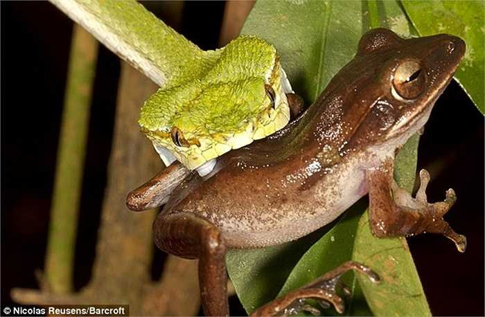 1 con ếch chưa bao giờ là đủ, rồng xanh liên tục đi săn những con ếch để lấp cái bụng đói khi không có cơ hội săn được con mồi lớn