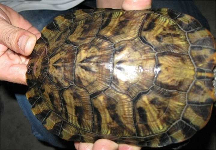 Mai rùa có vị ngọt, tính hàn, không độc, bổ âm dưỡng huyết, trị sốt rét, ho, lỵ, thận âm hư, hỏa bốc, di tinh, bạch đới, rong huyết... 