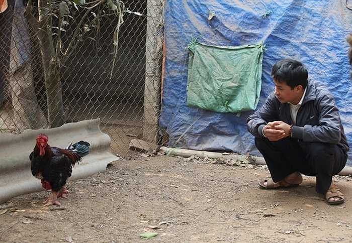 Chủ nhân của chú gà này là ông Giang Lê Hạc. Ông cho biết đã có khách vào trả 17 triệu đồng để mua nhưng ông không bán. Ông cho rằng trị giá của chú gà này còn phải cao hơn thế nhiều, vài chục triệu. Tuy nhiên ông không đưa ra được mức giá chuẩn. 