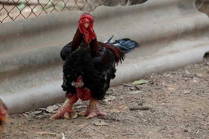 Gà Đông Tảo là loài quý hiếm, đặc biệt. Đây là loài gà nuôi cổ truyền của người dân xã Đông Tảo, huyện Khoái Châu (Hưng Yên) từ xa xưa, thường dùng để cúng tế vào các dịp hội hè hoặc tế vua. Gà thuộc loài gia cầm quý hiếm đang được bảo tồn nguồn gen. Thông thường, một chú gà Đông Tảo có trọng lượng khoảng 3kg đến 4,5kg. Tuy nhiên, trường hợp chú gà của ông Hạc lên tới 6kg