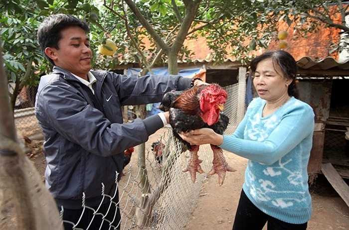 Ông nuôi hơn 100 cá thể gà cả dòng F1 (thuần chủng) và F2 (đã lai tạo) nhưng đây là lần đầu tiên xuất hiện một cá thể lớn nhanh và đạt trọng lượng như vậy. 'Rất có thể trong thời gian tới mới là thời điểm phát triển mạnh của chú gà này và gà Đông Tảo nói chung', ông Hạc nói.