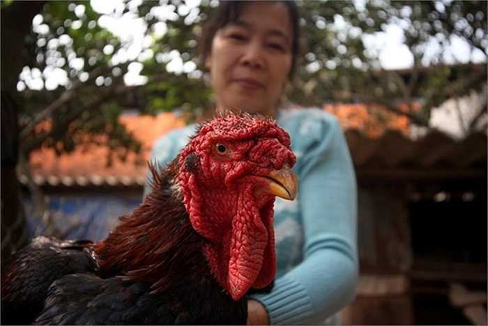 Ông cũng cho rằng, nguyên nhân khiến cá thể gà này phát triển lớn mạnh nhờ hội tụ những gen trội được kết hợp qua nhiều đời bố mẹ. 