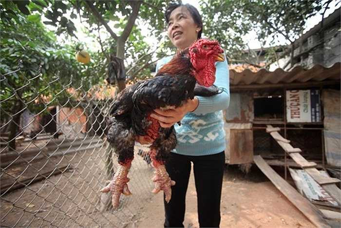 ó hai loại gà giá trị cao là mào múi và mào sít. 