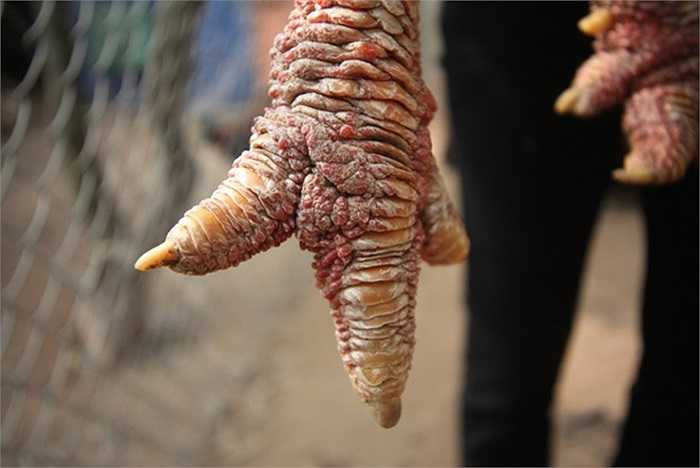 Chú gà này có đặc điểm chân to, vảy rồng, ngón chân ngắn nên trông rất bệ vệ. 