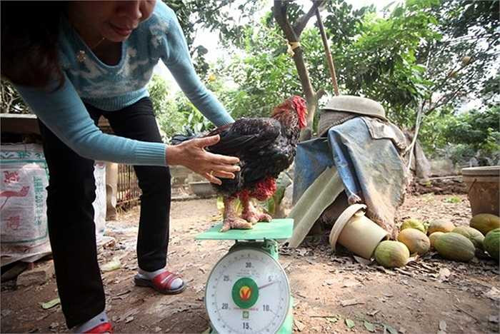 Ngoài ra, gà Đông Tảo rất khó tính, không phù hợp nuôi nhốt trong chuồng, quen chạy nhảy nên rất săn chắc. Người nuôi mất một năm đến một năm rưỡi chăm sóc trong môi trường tự nhiên sẽ cho ra sản phẩm có chất lượng thịt ngon nhất.