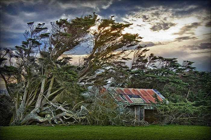 Để tồn tại, cây cối của vùng đất này đã phải thực sự sống theo chiều gió và có hình dạng kì dị, khác thường như ngày nay.