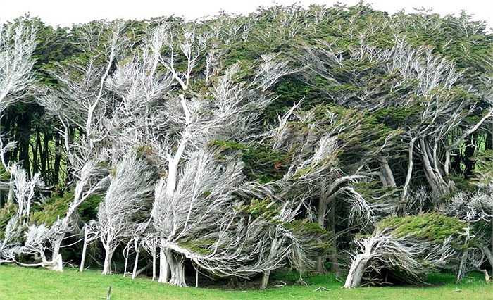 Vài thập kỷ trước, người dân ở New Zealand cũng tìm đến đây để sinh sống, xây dựng và nuôi trồng.