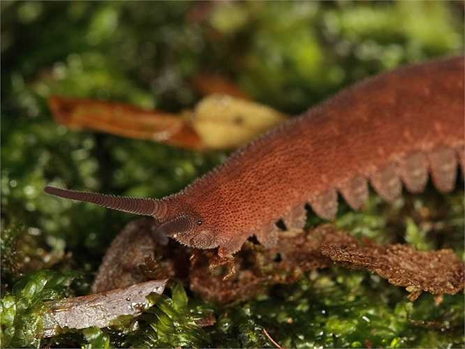 Cơ thể của loài giun nhung này chứa đầy chất lỏng, được bao bọc bởi một lớp da mỏng.