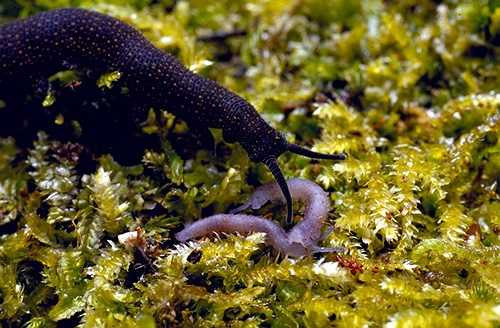 Giun nhung cũng được mệnh danh là 'sát thủ thân mềm' bởi khả năng bách chiến bách thắng của mình