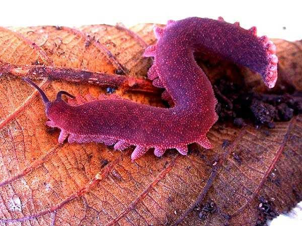 Trên thế giới có rất nhiều loại giun nhung với đầy đủ màu