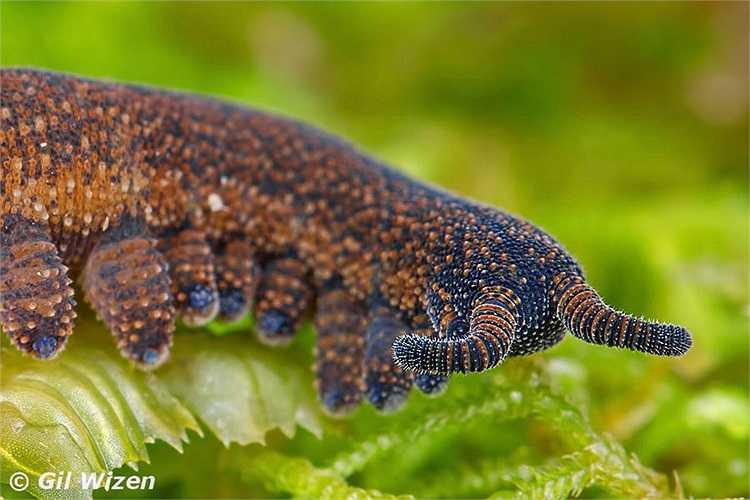 Chúng di chuyển rất chậm chạp và thường ẩn nấp trong tầng thảm mục, dưới phiến đá hay cành cây mục nát trên mặt đất của những khu rừng nhiệt đới.