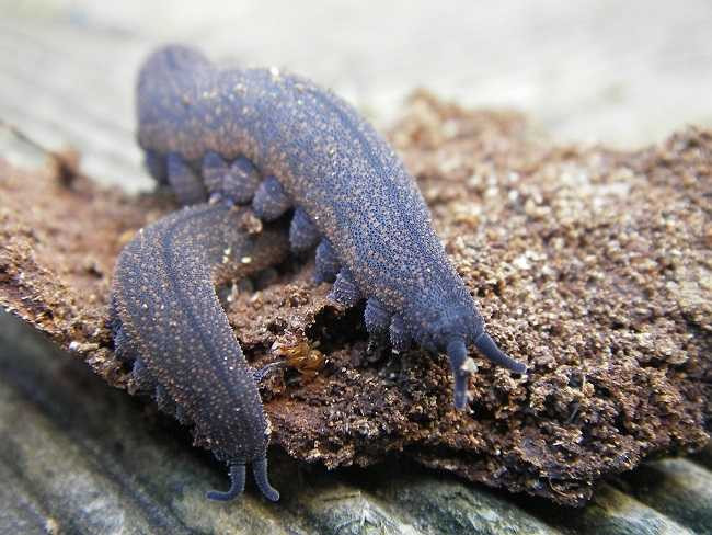 Để di chuyển chúng sử dụng chính lực đẩy của lượng chất lỏng trong cơ thể, chất lỏng này cũng khiến cơ thể giun nhung mềm mại nhưng rất rắn chắc.