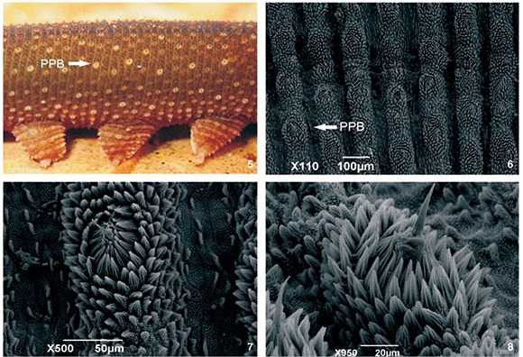 Ở Việt Nam, loài giun nhung này chỉ xuất hiện vào giai đoạn mùa mưa và có thêm một lớp lông bao quanh thân thể.