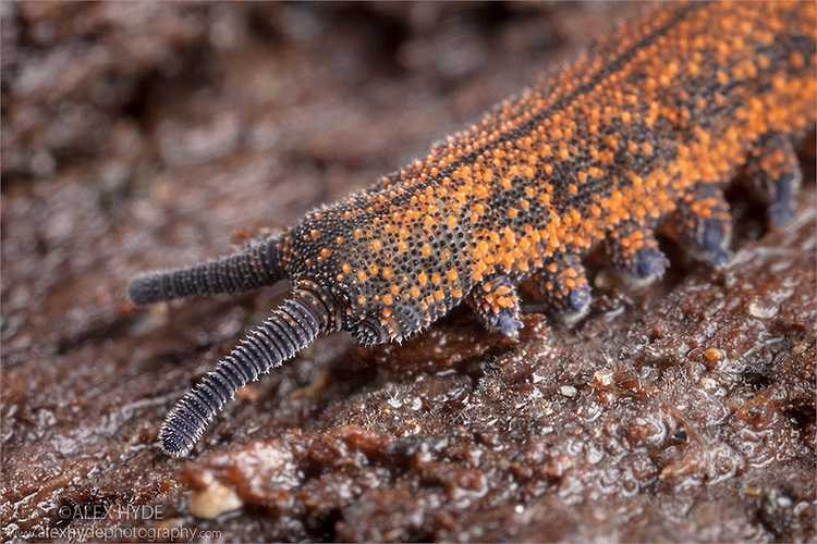 Giun nhung có thị lực kém do hoạt động chủ yếu trong bóng tối, nhưng bù lại chúng có bộ râu ra-đa rất lợi hại, có thể nhận biết những chuyển động nhỏ của con mồi.