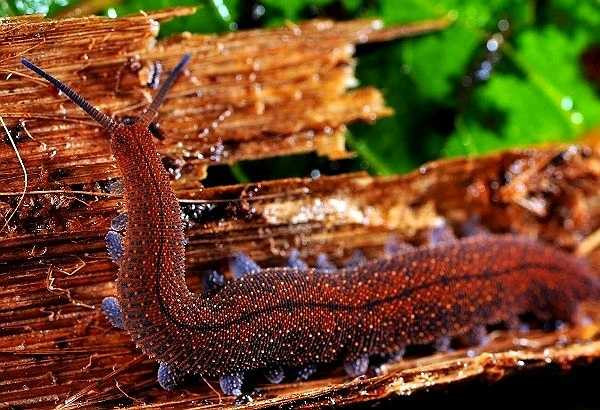 Tuy nhiên, cơ thể giun nhung bé nên thường chọn những con mồi nhỏ để không phải sử dụng quá nhiều chất keo này.