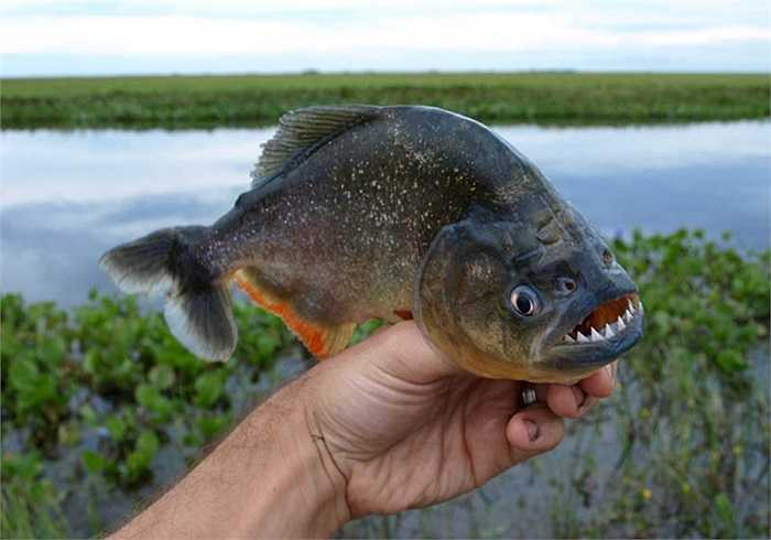 Piranha bụng đỏ, loài cá ăn thịt vô cùng hung dữ và bầy đàn, xé xác con mồi đến khi còn trơ xương