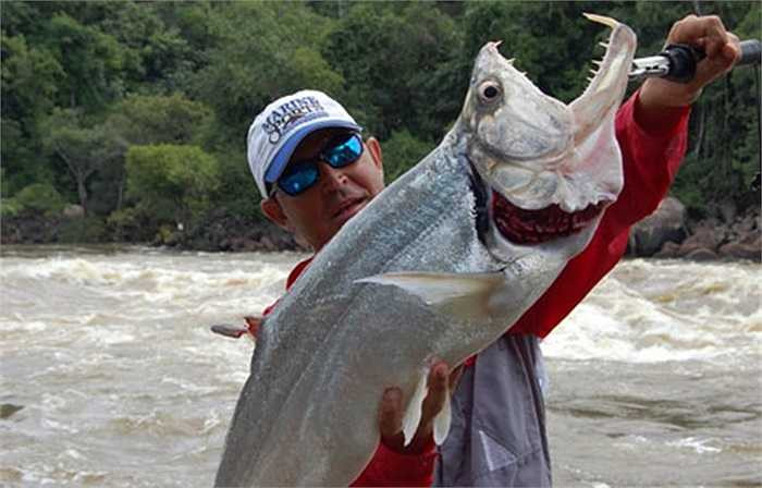 Ma cà rồng Payara, loài cá có răng vô cùng sắc, có thể cắn và nuốt loài cá khác to bằng nửa thân người nó