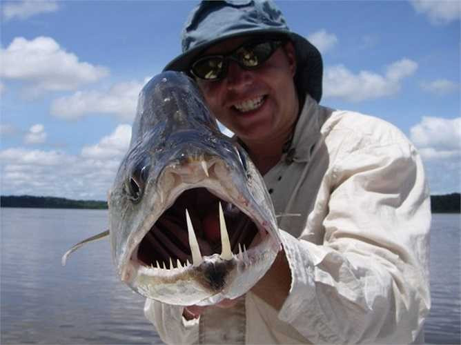 Hàm răng như ma cà rồng của Payara