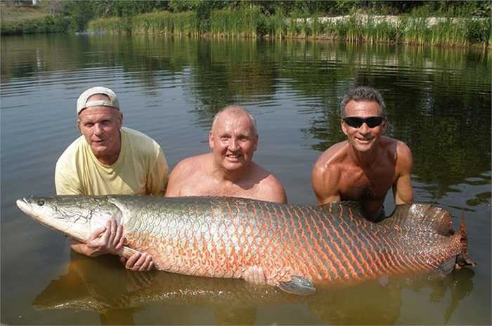 Arapaima, loài cá ăn thịt khổng lồ gây nhiều ám ảnh trong các vùng nước ở rừng Amazon