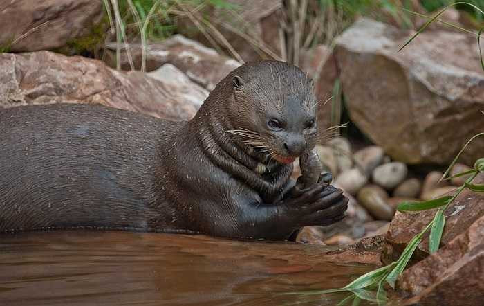 Chúng thường ăn cá nhỏ và cua nhưng khi đói thì cá sâu caiman hay trăn anaconda cũng sẽ bị chúng làm thịt