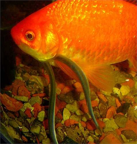 Với người, chúng tìm cách bơi vào bộ phận sinh dục khi họ đi tiểu xuống dòng sông sau đó sinh sống và hút máu trong nội tạng