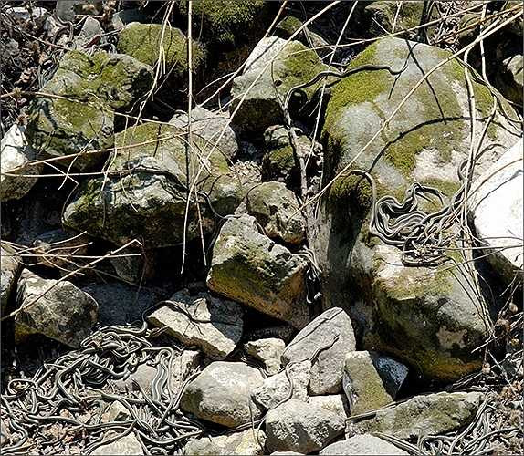 Theo các nhà khoa học, mỗi hố rắn ở khu vực này có khoảng 35.000 con trong khi số lượng ở các địa điểm xung quanh lên đến 250.000 con