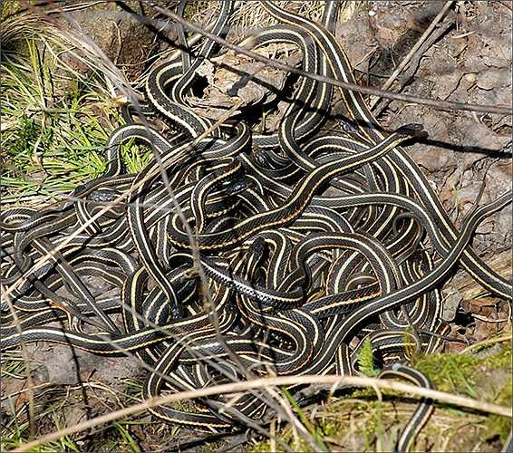 Cơ quan thẩm quyền đã thành lập khu vực bảo tồn rắn hoang dã để giữ an toàn cho hàng chục ngàn con rắn ở Narcisse