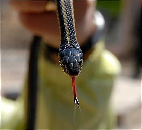 Cận cảnh đầu và lưỡi của một con rắn garter đỏ