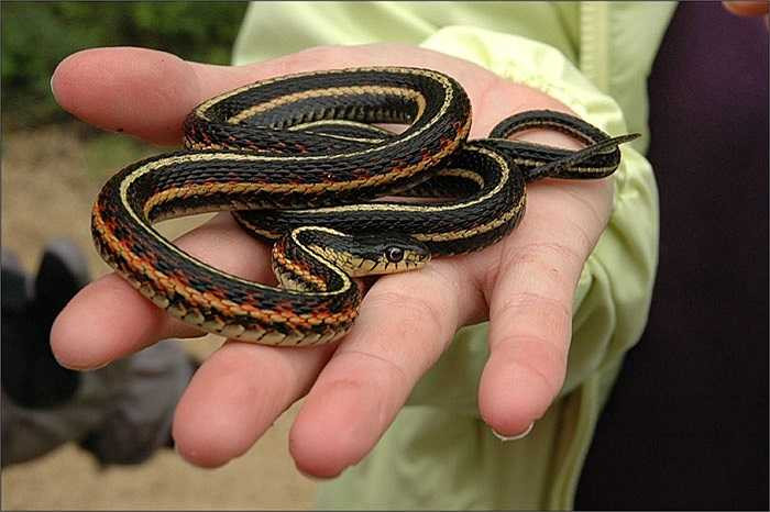 Cận cảnh một con rắn garter đỏ