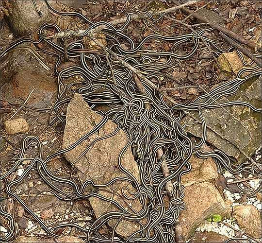 Nhung nhúc rắn độc dưới các hang động