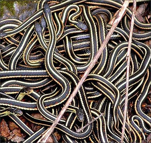 Nhung nhúc rắn độc dưới các hang động