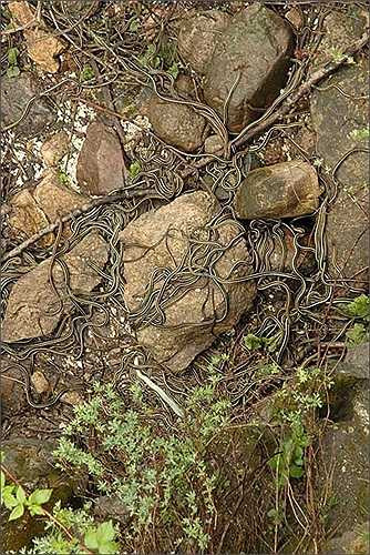 Nhung nhúc rắn độc dưới các hang động