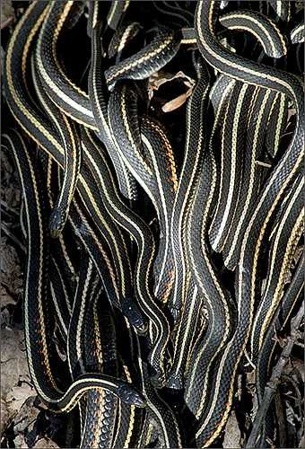 Lũ rắn trườn lên nhau tạo cảm rác rợn người cho du khách