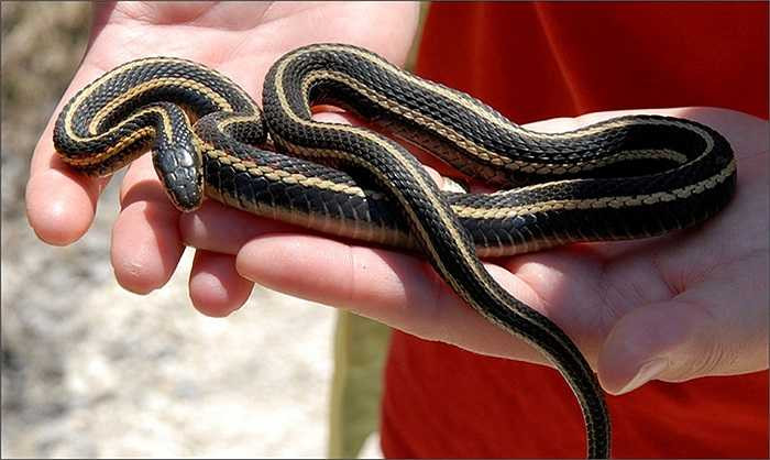 Cận cảnh một con rắn garter đỏ