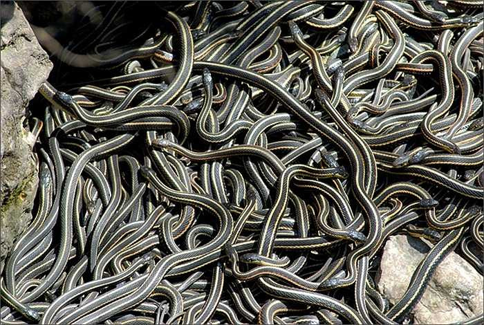 Hoạt động này của lũ rắn tạo nên những 'quả cầu rắn' lúc nhúc, bầy nhầy trong các hang động