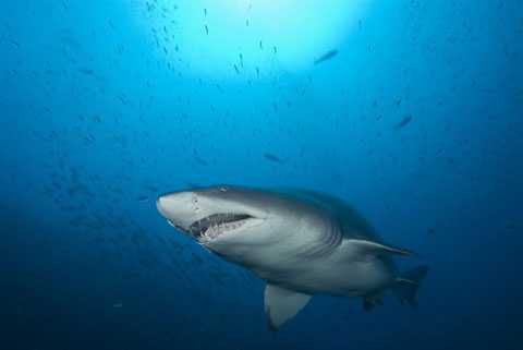 5 loài động vật ăn thịt đồng loại không thương tiếc