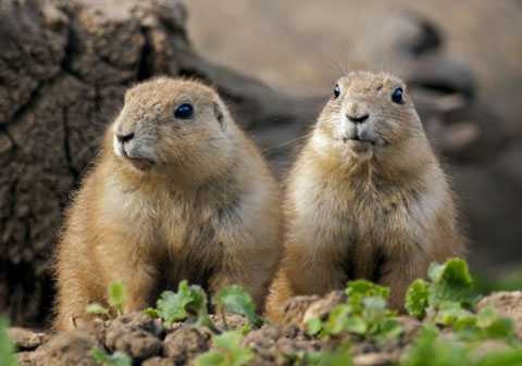 5 loài động vật ăn thịt đồng loại không thương tiếc