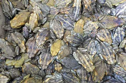 5 loài động vật ăn thịt đồng loại không thương tiếc